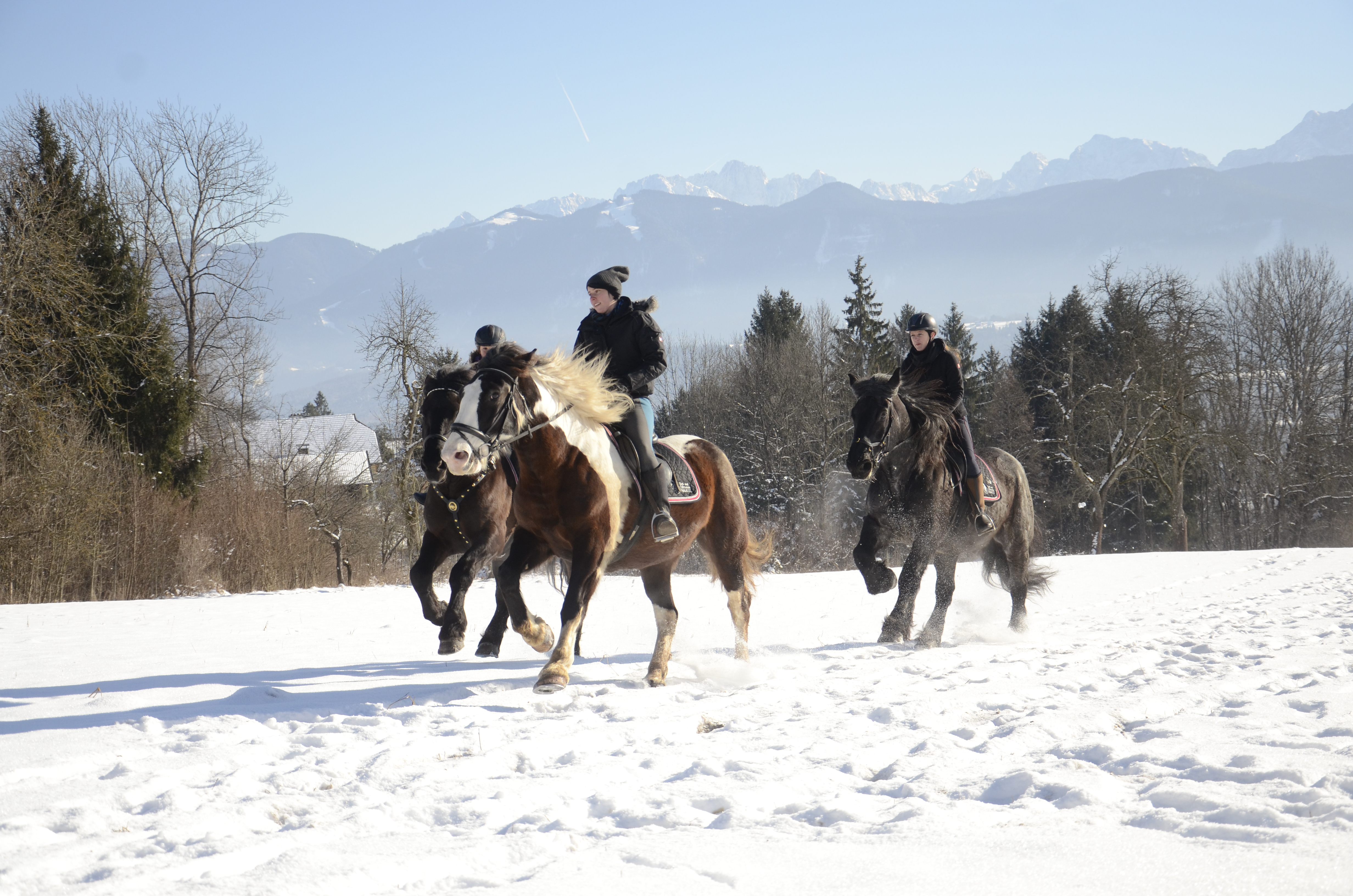 Reiten Fahren Silvia Gastager