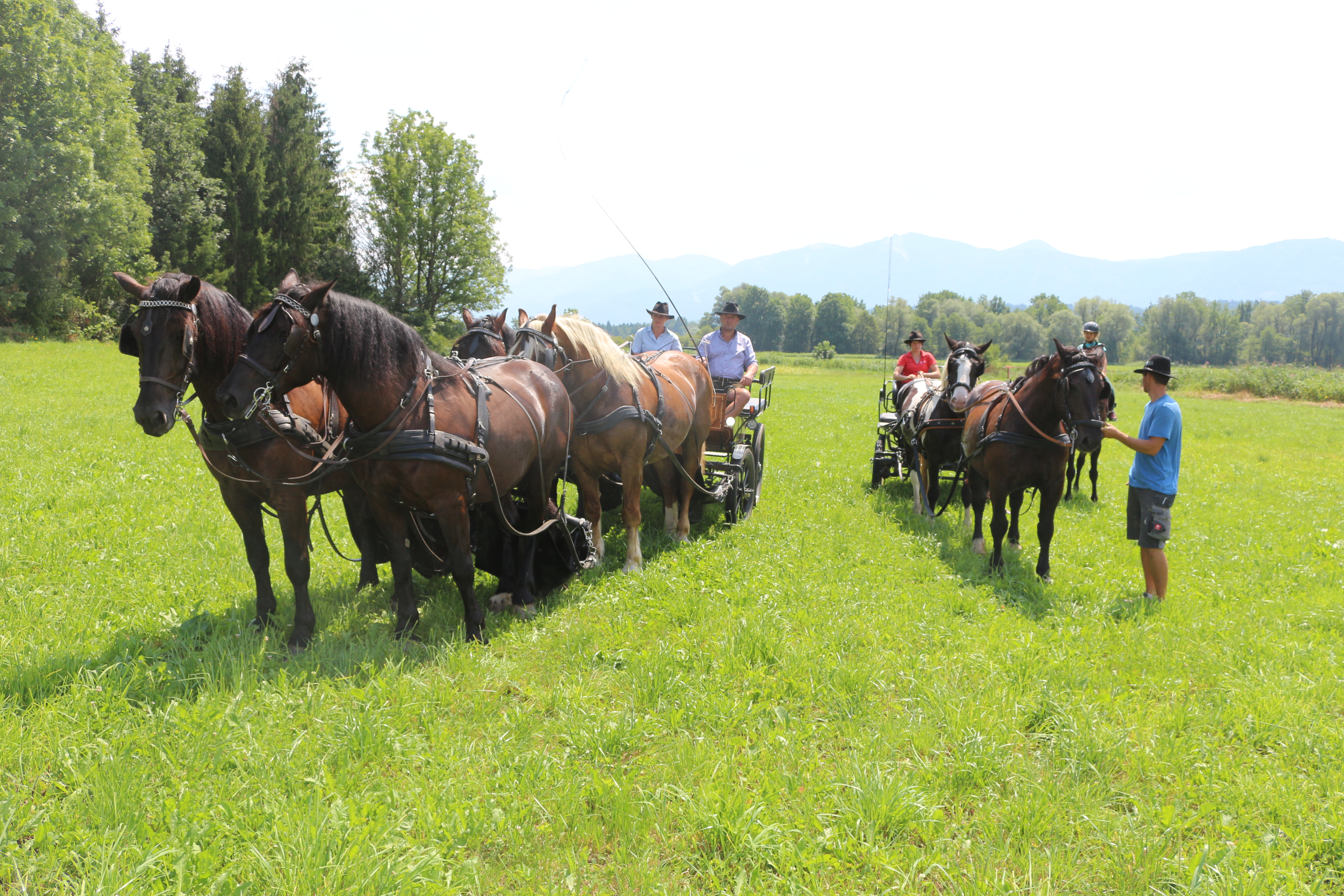 Reiten Fahren Silvia Gastager