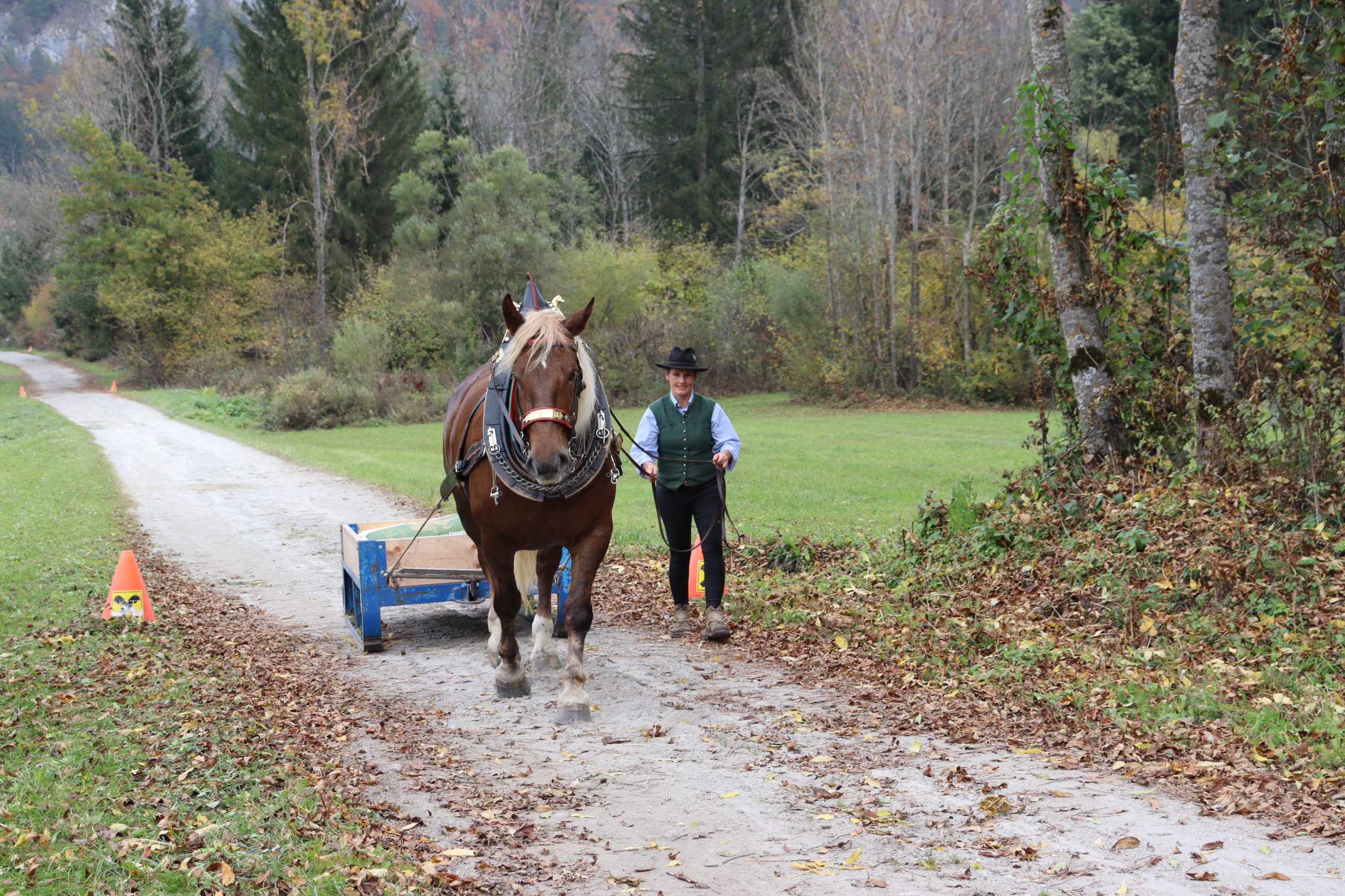 Reiten Fahren Silvia Gastager