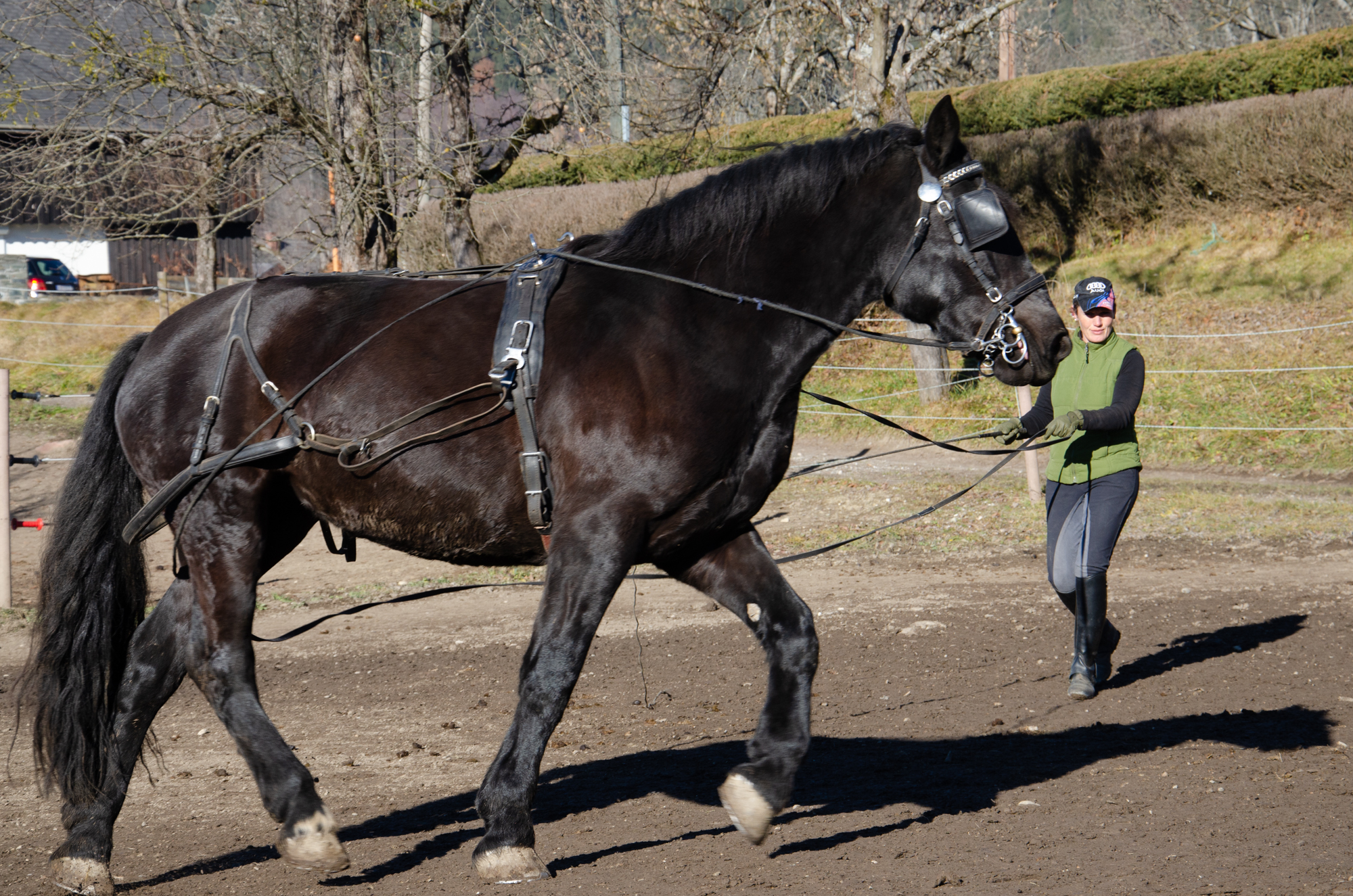 Reiten Fahren Silvia Gastager