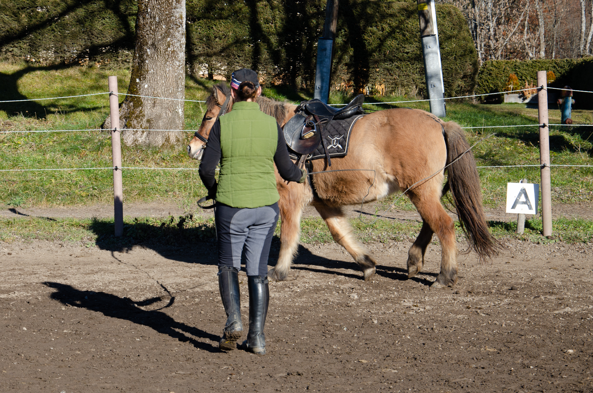 Reiten Fahren Silvia Gastager