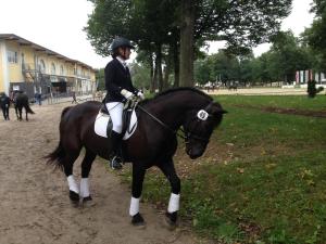 Bundeschampionat 2017 Noriker